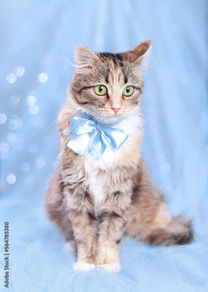 adorable, background, beautiful, blue, calendar, cat in bow tie, cat pet, celebrate, closeup, cute, domestic, domestic cat, dream, feline, festive, fluffy, front, front view, furry, gentleman, greetin