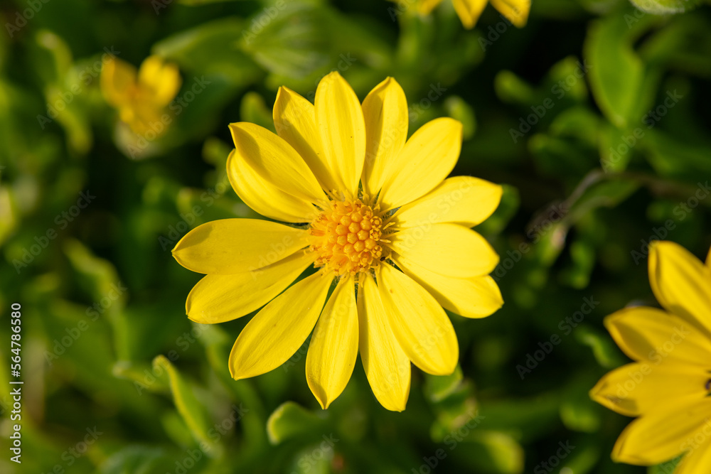 Close up of a mountain arnica (arnica montana) flower in bloom Close up of a mountain arnica (arnica montana) flower in bloom