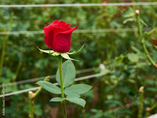 Fototapeta Naklejka Na Ścianę i Meble -  Plantation roses growing inside in a greenhouse
