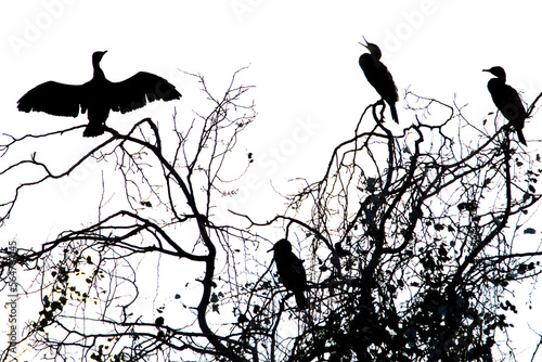 Silhouette Cormorants Birds Branches White Background