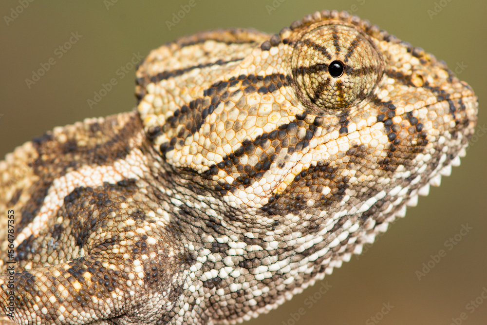 Fototapeta premium Chameleon portrait