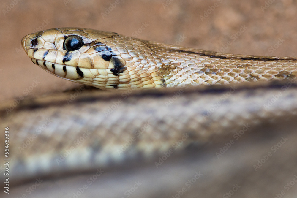 Close Up of a Ladder Snake