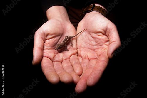 Hands holding a small chameleon