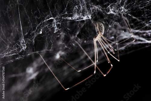 Spider On Its Web
