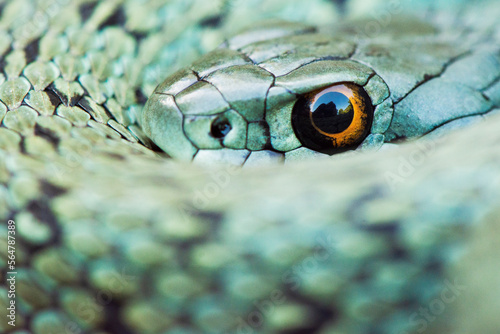 Green Snake Eye Close Up Portrait Macro 