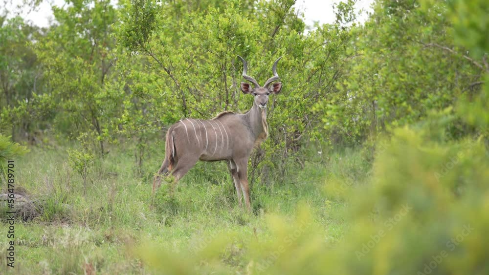 Kudu Antelope Looking at Camera. Wild African Animal in Green Landscape of National Park Kudu Antelope Looking at Camera. Wild African Animal in Green Landscape of National Park