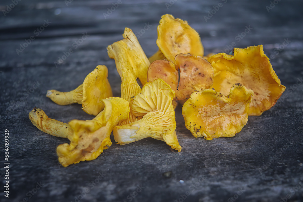 Edible mushrooms freshly picked in the forest on the background of an old wooden table top view. Craterellus lateritius. Edible mushrooms freshly picked in the forest on the background of an old wooden table top view. Craterellus lateritius.