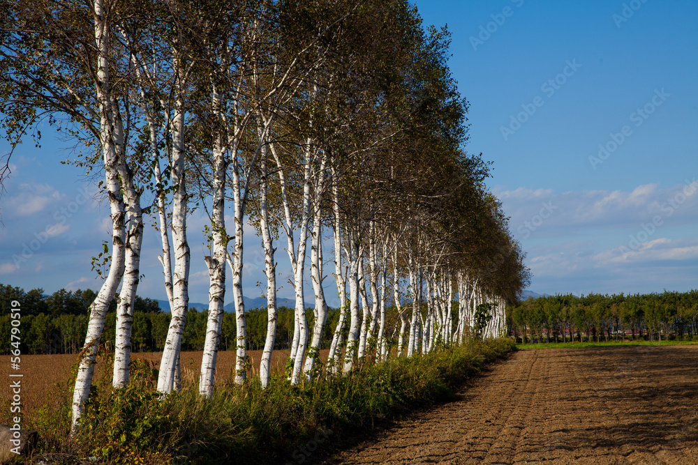 Evening field with birch grove