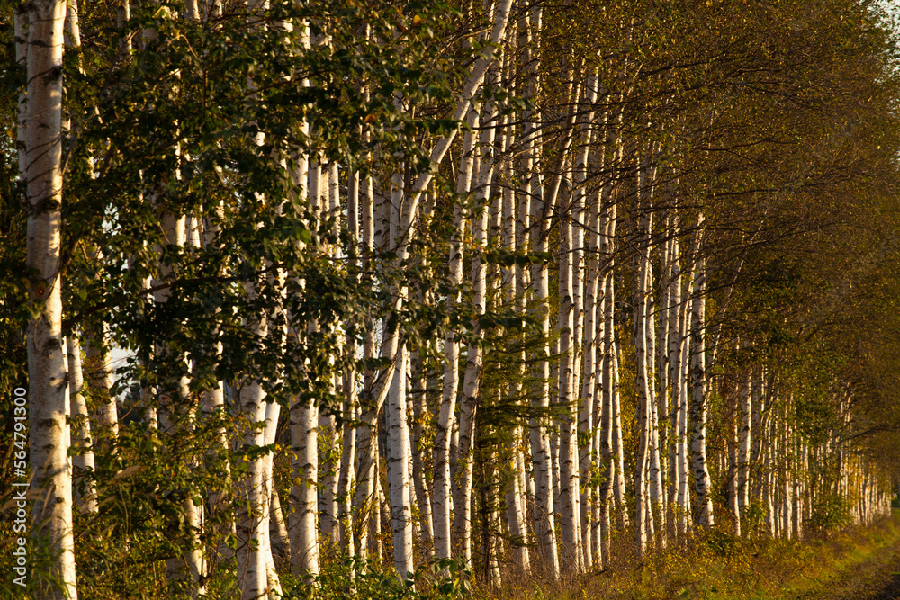 Fototapeta premium White birch trees at dusk