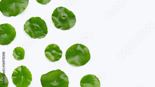 Fresh green centella asiatica leaves or water pennywort plant on white