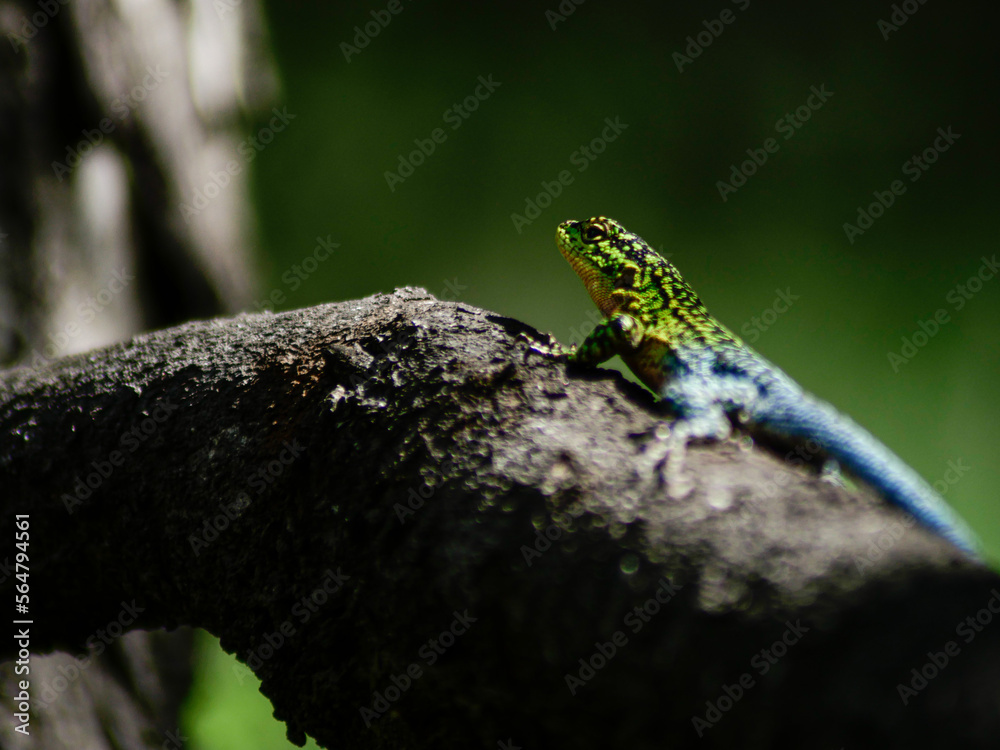 lizard lizard