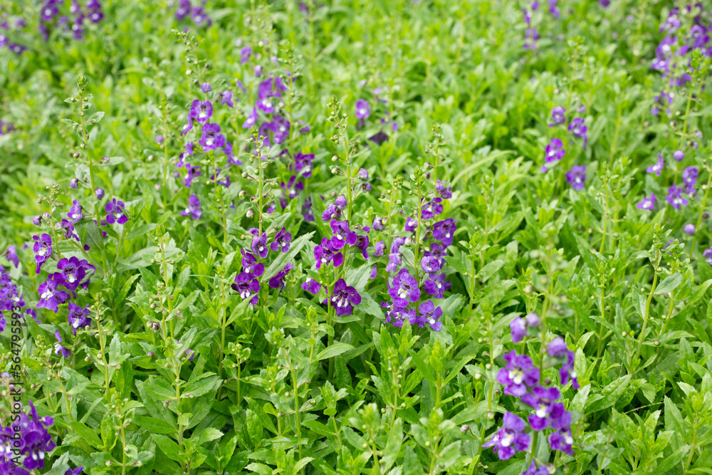 Beautiful angelonia goyazensis benth in the park Beautiful angelonia goyazensis benth in the park