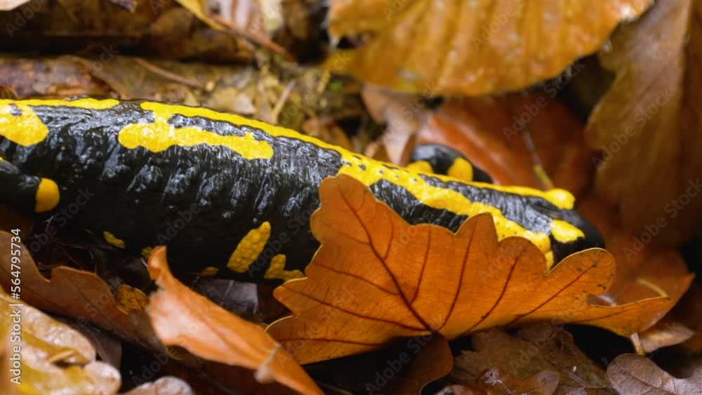 yellow black poisonous fire salamander creeps through leaves very close up yellow black poisonous fire salamander creeps through leaves very close up