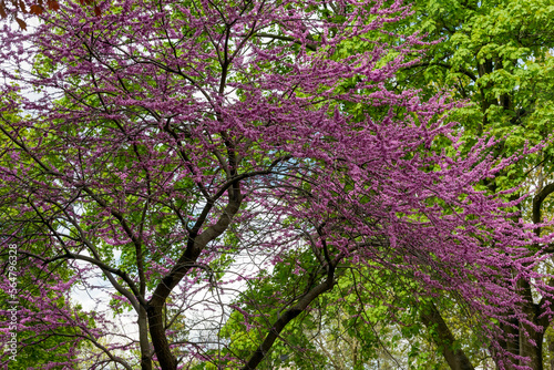 The Eastern Redbud Tree Blooming In Spring