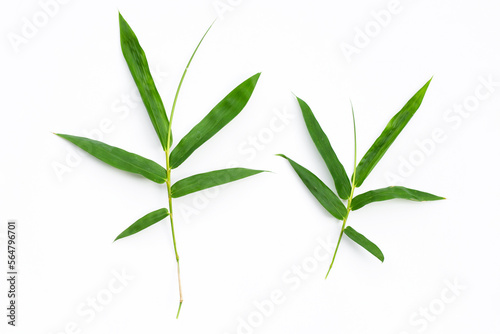 Fresh bamboo leaves on white background.