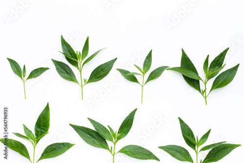 Kariyat or andrographis paniculata green leaves in petri dishes on white