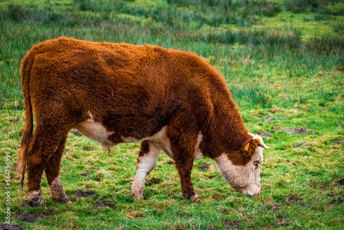 Koe in natuurgebied