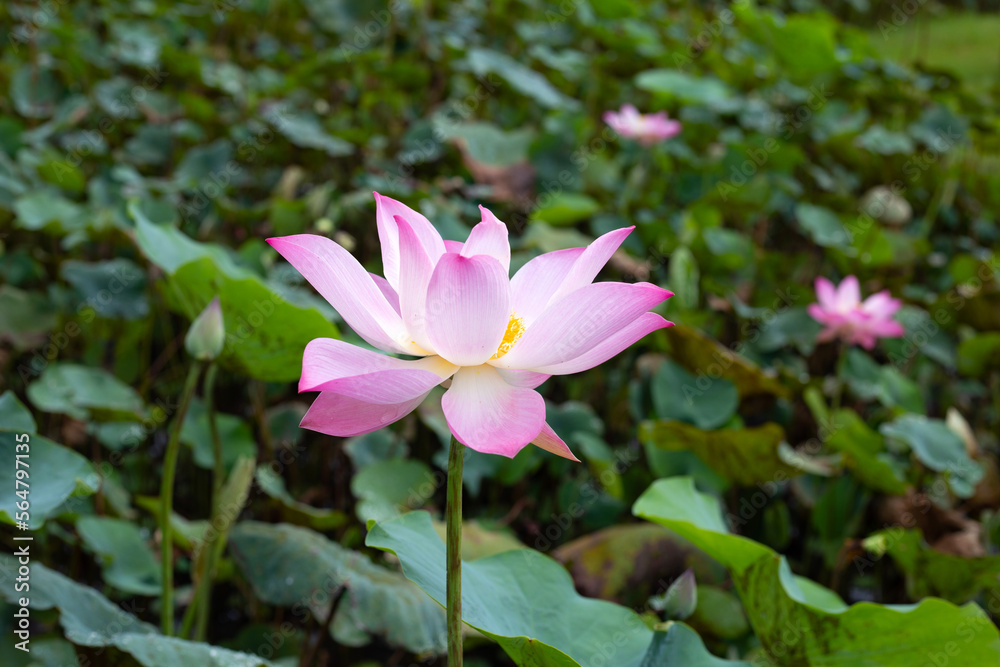 Pink lotus flower blooming in pond with green leaves