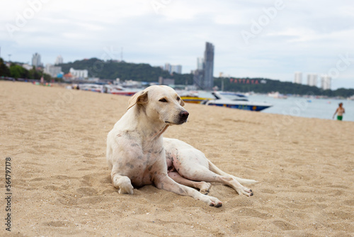 A dog relaxing on the beach. Pattaya, Thailand.