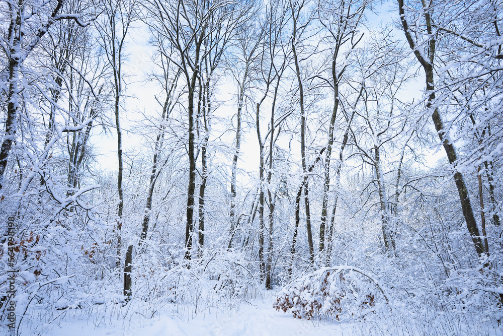 Snow covered oak trees under cloudy sky, New England, US Snow covered oak trees under cloudy sky, New England, US