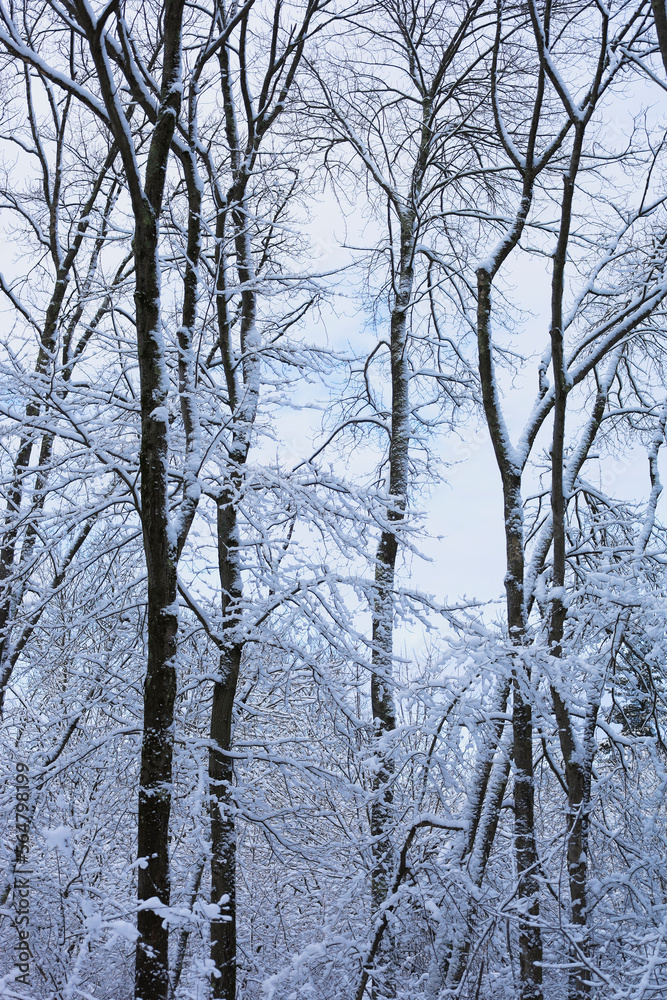 Snow covered oak trees under cloudy sky, New England, US Snow covered oak trees under cloudy sky, New England, US