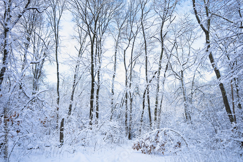 Snow covered oak trees under cloudy sky, New England, US