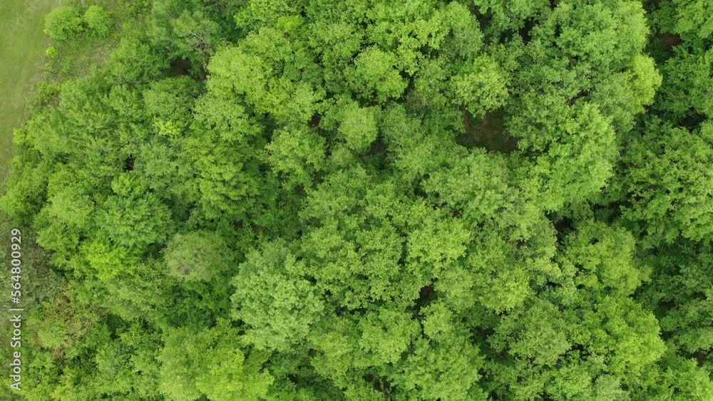 Aerial View of green Forest in Europe Summer Aerial View of green Forest in Europe Summer