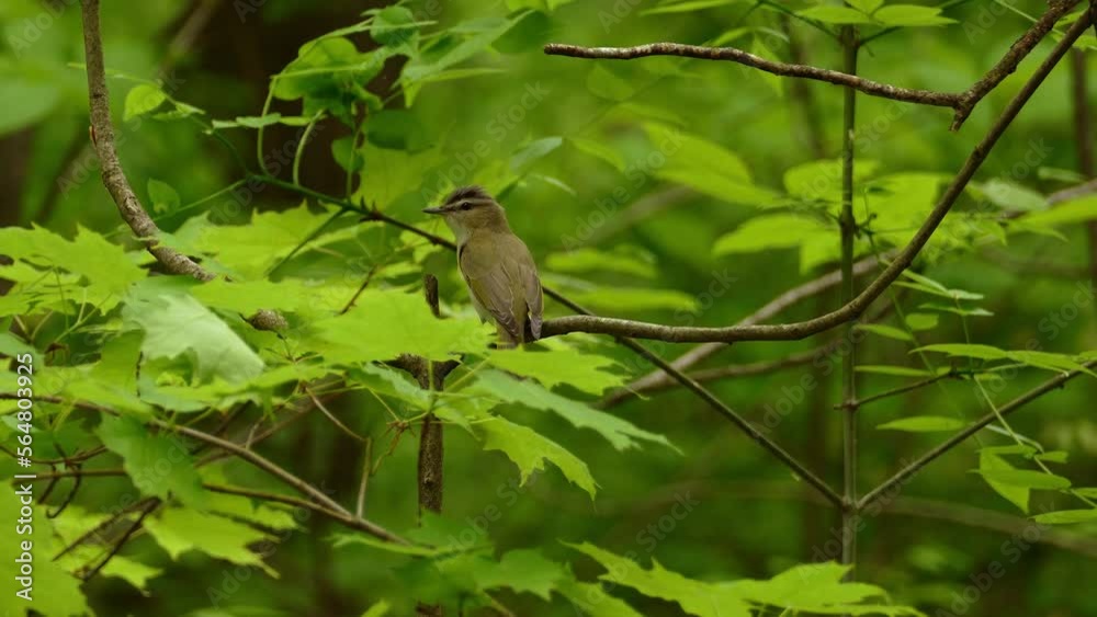 Red-eyed vireo bird perched on tree branch with green leaves, forestry background, Telephoto shot Red-eyed vireo bird perched on tree branch with green leaves, forestry background, Telephoto shot