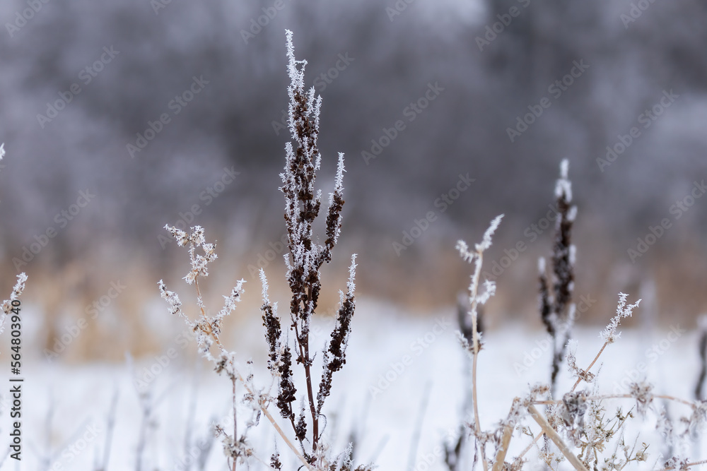 Forbs in Frost. Several plant species covered in hoarfrost on misty morning.  Snowy winter scene in the north. Freezing cold wilderness. Blurred background. Landscape, horizontal. 