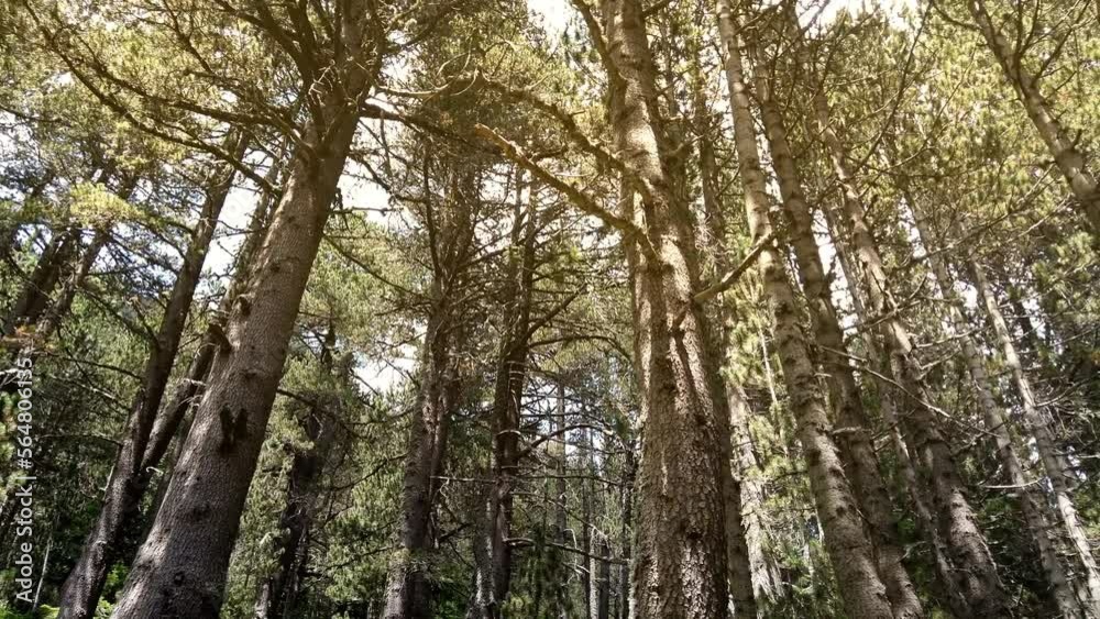 Sun's rays make their way through the trunks of trees in a pine forest Sun's rays make their way through the trunks of trees in a pine forest