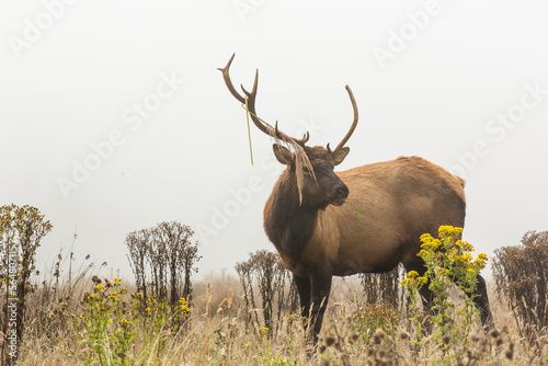 Male elk (Cervus canadensis) standing in meadow, King Range National Reservation, Lost Coast, California, USA photo