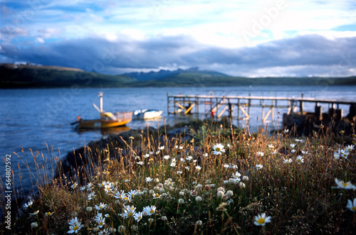 Environmental Tierra del Fuego -- Invasive Species photo