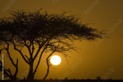 Acacia tree in desert at sunset photo