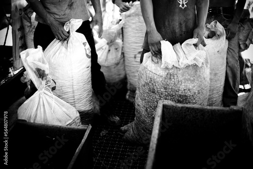 hands of workers holding sacs full of beans at a coffee plant in Chiapas, Mexico (black and white) photo