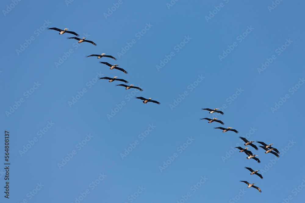 Low angle view of flock of Pelicans flying in the sky, Costa Rica Low angle view of flock of Pelicans flying in the sky, Costa Rica
