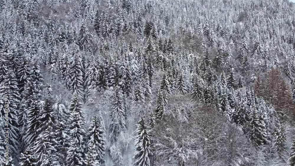 Arbres enneigé 