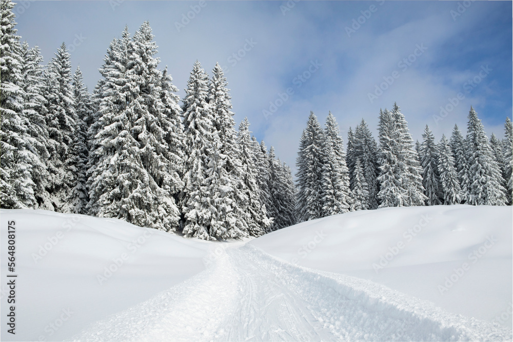 Snowmobile track on snow by trees against sky with trees