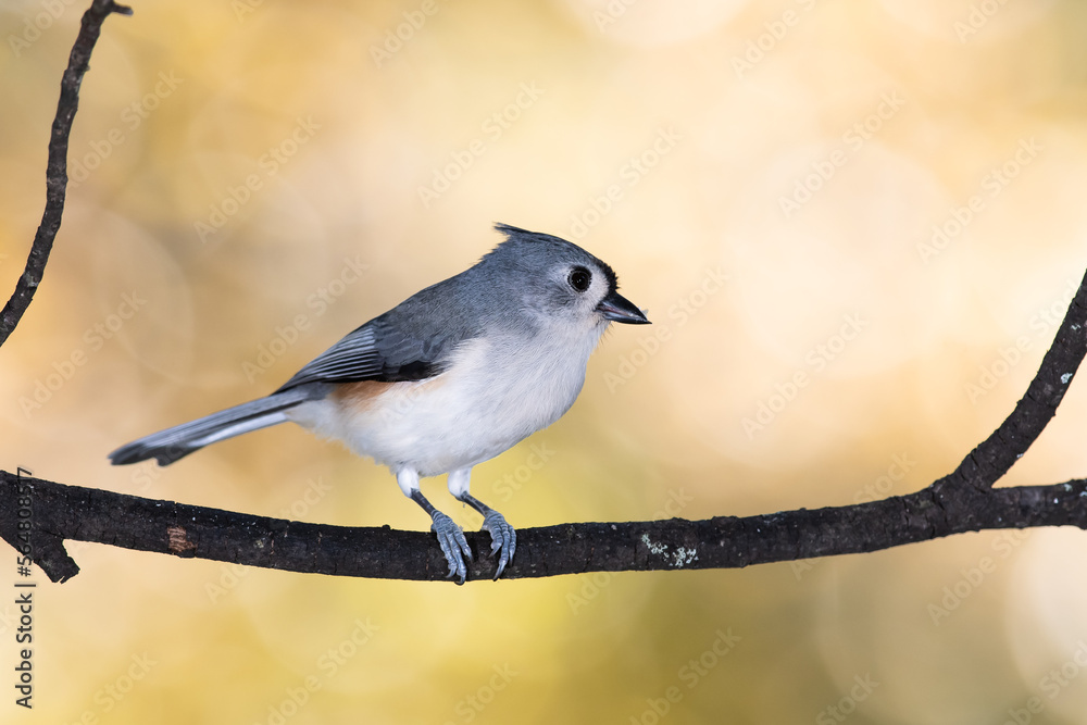 Tufted Titmouse Perched on an Autumn Branch