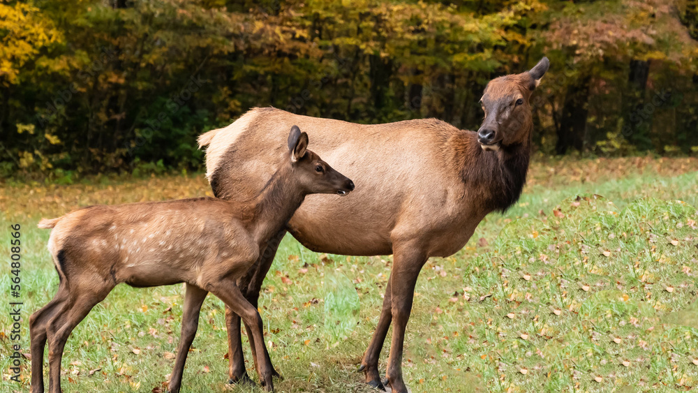 Fototapeta premium Mother and Calf Elk Grazing Quietly on a Beautiful Autumn Morning