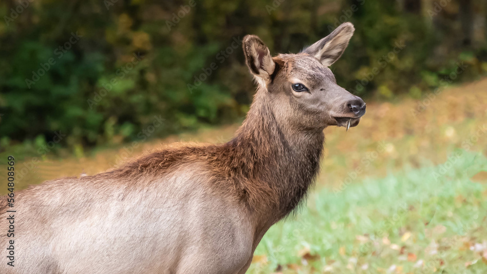 Close Profile Elk Cow on a Beautiful Autumn Morning Close Profile Elk Cow on a Beautiful Autumn Morning