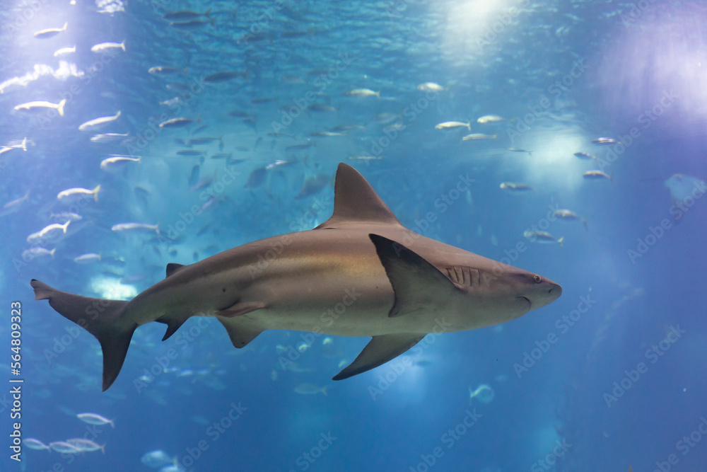 Obraz premium Grey galapagos shark swims in big aquarium in the oceanarium