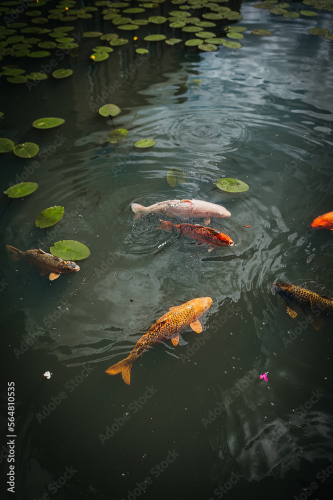 Koi Pond Koi Pond