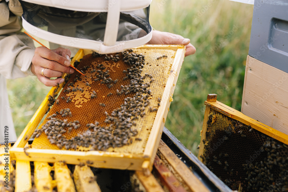 Beekeeper work apiculture hobby Beekeeper work apiculture hobby