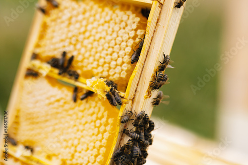 Frame hexagon bee honey  photo