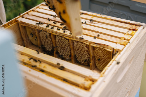Frame honeycomb beehive
