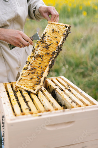 Apiarist job apiculture harvest  photo