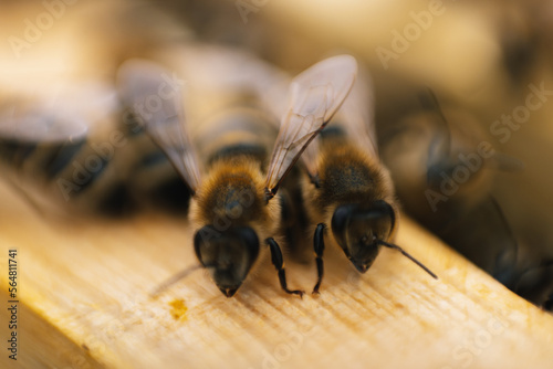 Bee colony animal photo