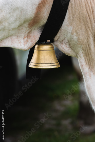 Cowbell on the neck of the cow photo