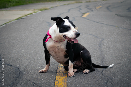 black and white dog