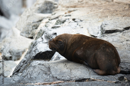 south american sea lion southern on natural reserve on penguin humboldt 